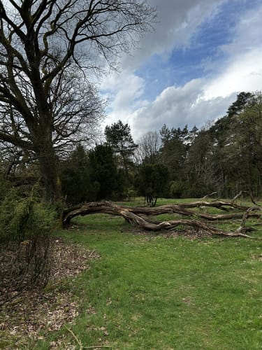 Westruper Heide: Bienenroute (rot)