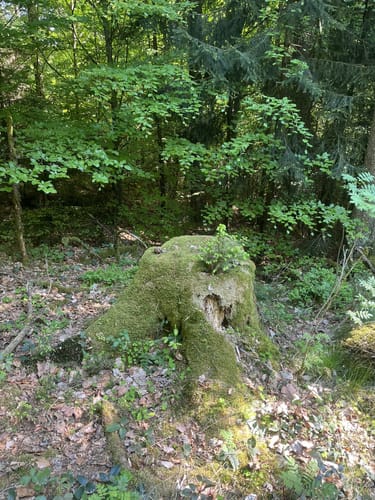 Kösseine Rundweg