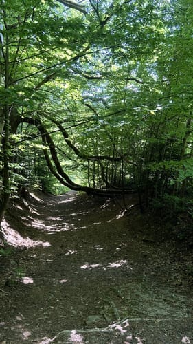 Wildkatzen Walderlebnis