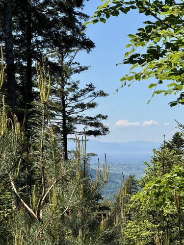 Runde bei Dörlinbach