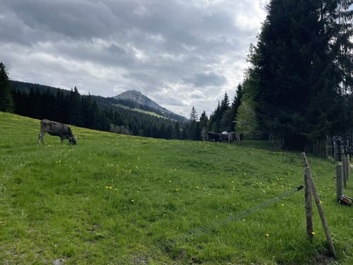 Adelharz - Neumayr-Hütte
