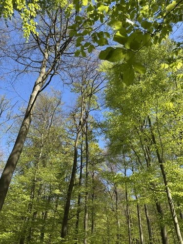 Rundwanderweg Heppenheim An der Lee 3: Um den Steinkopf