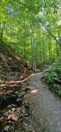 Baumgeister-Tour (Premiumwanderweg)
