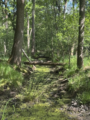 R 29: Tag des Wanderns (Davensberg)