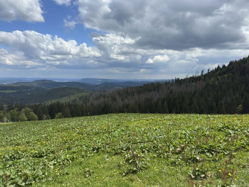 Feldbergsteig (Genießerpfad)