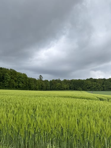 Heidschnuckenweg Etappe 1: Fischbek - Buchholz in der Nordheide
