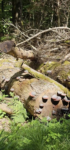Westweg Etappe 1: Pforzheim - Dobel