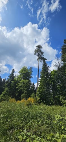 Westweg Etappe 1: Pforzheim - Dobel