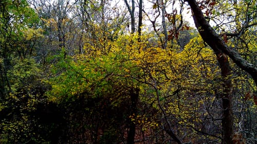 Cedar Mountain Hiking Trail Cedar Mountain Preserve Trail | Map, Guide - Texas | Alltrails