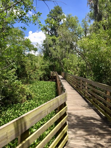 Lettuce Lake Park Map Lettuce Lake Park Boardwalk #2 | Map, Guide - Florida | Alltrails